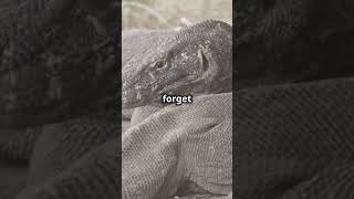 5 Mind Blowing Facts About Komodo Dragons animalfacts fascinatingwildlife facts animals [upl. by Rob]