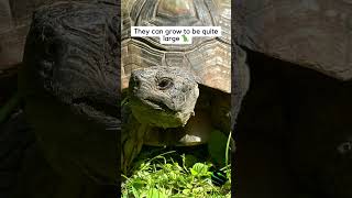 What is a Marginated tortoise kyreptilezoo turtle tortoise cute 🐢 [upl. by Eade]