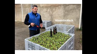 Come si produce lolio extravergine di oliva la lavorazione delle olive a Mirto [upl. by Weld225]