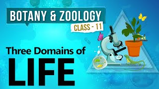 Animation How the Cell Cycle Works [upl. by Shenan351]