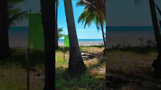 Palm Shore Gold lot 23 beachproperties palawanbeach palawan [upl. by Hollie]