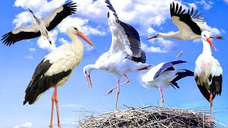 Storks 2016  One Million Babies Scene 910  Movieclips [upl. by Seitz]