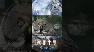 太魔性了！猫头鹰的头可以360度旋转《自然的力量·大地生灵》【CCTV纪录】 [upl. by Una]