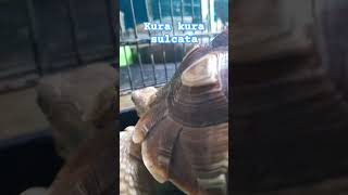 Kura kura sulcata shortsvideo turtle kurakuradarat sulcatatortoise [upl. by Valer]