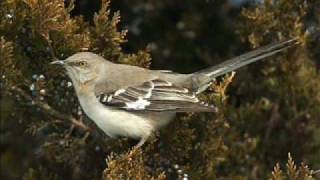 Mockingbird Song Serenade [upl. by Arualana]