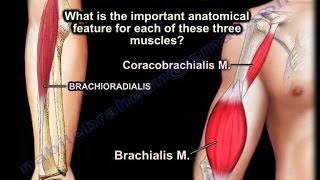 Coracobrachialis Brachialis Brachioradialis  Everything You Need To Know  Dr Nabil Ebraheim [upl. by Inohtna911]