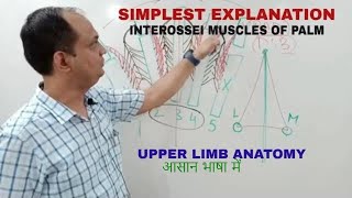 Muscles of hand  Thenar  Hypothenar  med tutorials [upl. by Wait643]