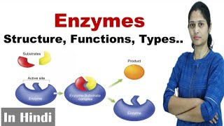 Enzymes  Structure Function Types  NEET  Biomolecule  In Hindi  Science Explored [upl. by Britton]