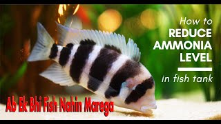 How to reduce ammonia level in fish tank  Reduce ammonia  fish tank me fish kyu marti hai in hindi [upl. by Selie412]