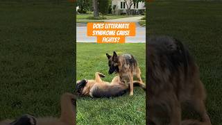 What is Littermate Syndrome Does it Cause FIGHTS dogtraining dogtrainer [upl. by Digirb]