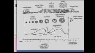 Matric Revision Life Sciences Ovulation and menstruation 1113 the menstrual cycle 79 [upl. by Esimorp]