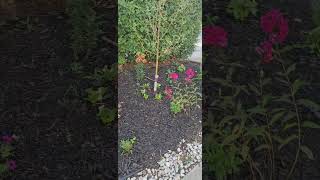 flower garden updates perennial red blue yellow black mulch [upl. by Fry]