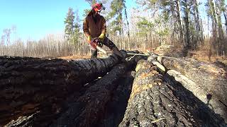 Logging white poplar for OSB mill Husqvarna 365 bucking on the landing making ugly trees less ugly [upl. by Halima]