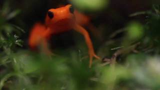 Golden Mantella Mantella aurantiaca Feeding [upl. by Noseyt172]