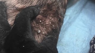 Help Dog From Ticks 16 Removing All Big Ticks and Small Ticks From Poor Dog animalvcd [upl. by Nyvar855]