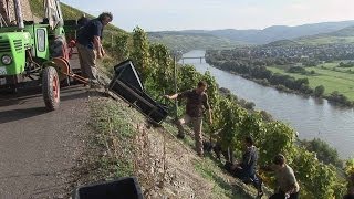 Vineyard Rainer Heil Brauneberg  Germany HD Travel Channel [upl. by Nalliuq527]