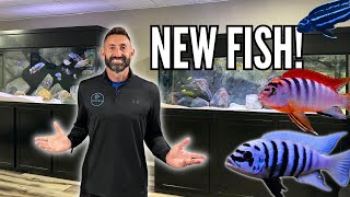 Unboxing Beautiful African Cichlids New Fish for the 180 Gallon Aquarium [upl. by Mcdowell]