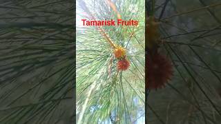 Tamarisk Fruits shorts ytshorts fruit [upl. by Annayk]