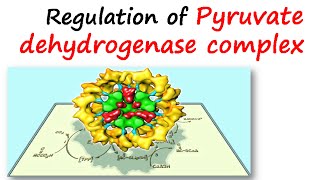 Regulation of pyruvate dehydrogenase complex [upl. by Ahsiral946]