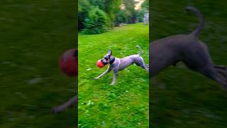 Mein Hundetraining wird doch noch EIN Ballspieler hundetraining hundeliebe [upl. by Jonas224]