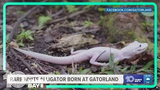 Rare white alligator born at Gatorland [upl. by Shelba]