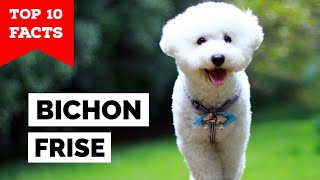 Bichon Frise  Top 10 Facts [upl. by Enoed]