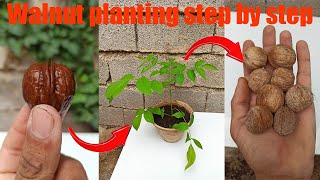 How to grow a walnut tree from seed [upl. by Nonna]