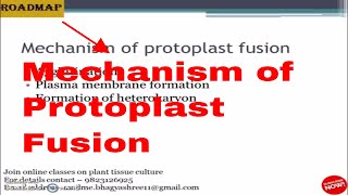 Mechanism of Protoplast fusion [upl. by Asilrac]