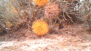 Camera trap Singing Honeyeater feeding on banksia flower [upl. by Barnaba758]