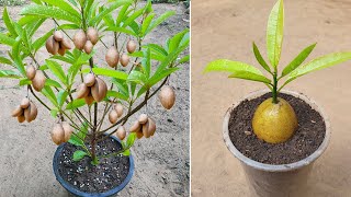 sapodilla tree Growing [upl. by Larimor]