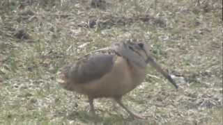 American Woodcock looking for worms [upl. by Seema739]