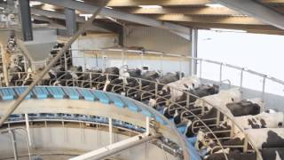 Fullwood 50 point Rotary Abreast milking parlour [upl. by Sparks]