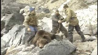 CLASSIC SIBERIAN BROWN BEAR KILL SHOT [upl. by Karalynn]