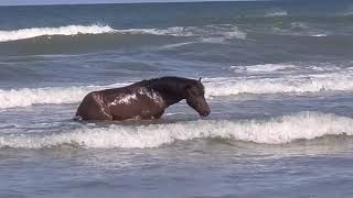 Stallions fighting Carova Beach Corolla NC May 6 2020 [upl. by Htabmas]