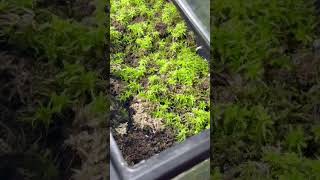 Sphagnum moss propagation [upl. by Eiro258]