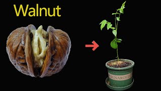 Growing Walnut Tree From Seed Time Lapse [upl. by Emmerie]