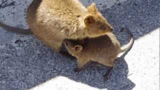 Quokka with baby [upl. by Annadiane]