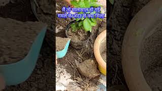 गमले के अंदर मिला खज़ाना shortsfeed youtubeshorts gardentips houseplant minivlog gardening [upl. by Chivers]