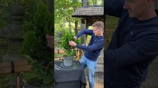 Making a Hinoki cypress Bonsai shorts craft [upl. by Mccomb495]