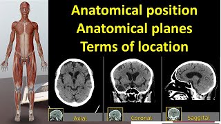 Medical terminology Anatomical position Anatomical planes Terms of location l MADE EASY [upl. by Ehudd903]