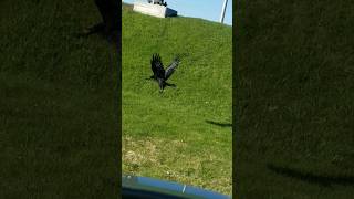 Big male raven tending to nest and picking up some apples raven nature birds [upl. by Eenal]