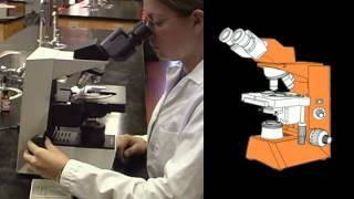 Part 4 How to Use Stereo and Compound Microscopes [upl. by Masson]