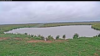 Attwater Prairie Chicken NWR Live Stream [upl. by Swift]