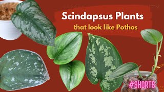 Scindapsus Plants that look like Pothos  SHORTS  MOODY BLOOMS [upl. by Airetal]