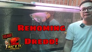 Rehoming Dredd [upl. by Ahseena893]