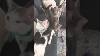 This Sound Attracts Cats fypviral fyp cat likeandsubscribe ladythecat1 [upl. by Efeek]