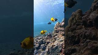 Box Fish viral scubadiving sealife ocean fish boxfish reef adventure lifestyle [upl. by Ahsenav197]