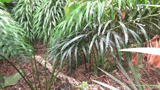 Cycas debaoensis at Fairchild [upl. by Norby]