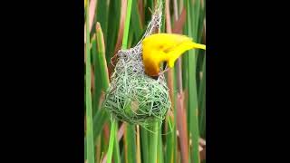 How to build nest [upl. by Seldun]