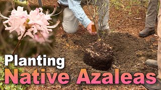 Planting Native Azaleas Tips for Success [upl. by Lazes]